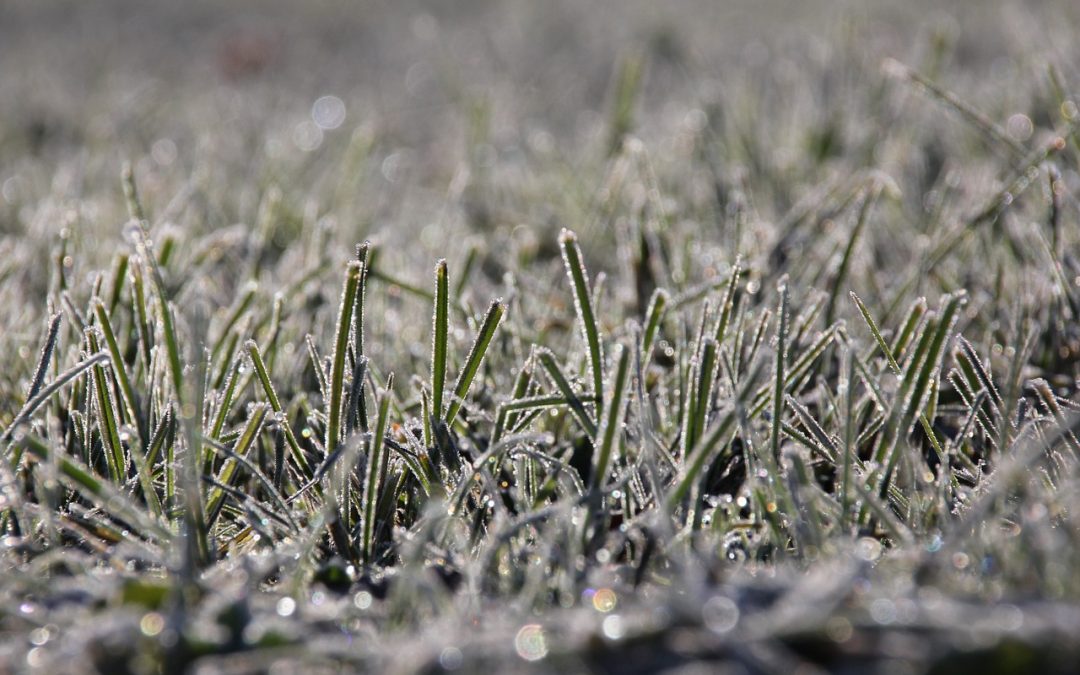 Tips for Winter Lawn Care