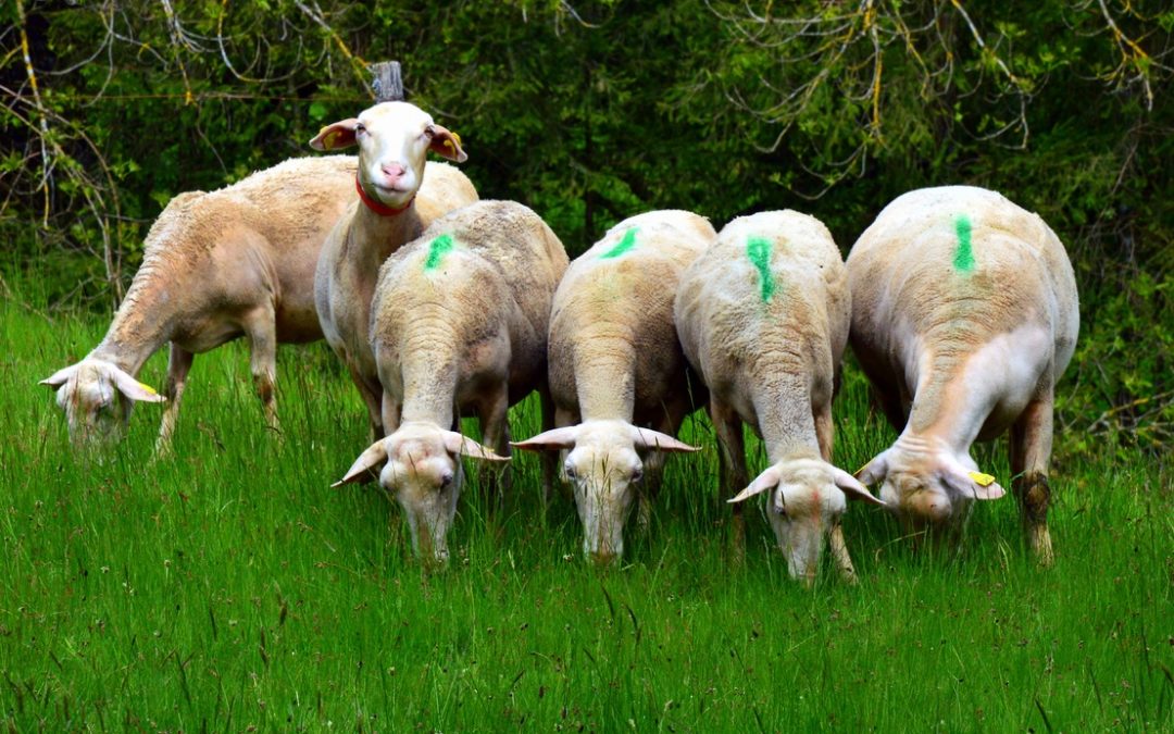 Mowing Alternative: Lawn Goats