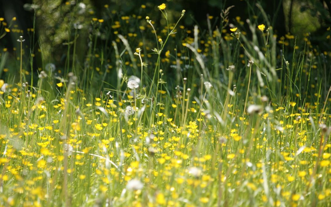 Grass Allergies: The Causes and Cures