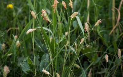 Tired of Traditional Turf? Try a Grass Alternative