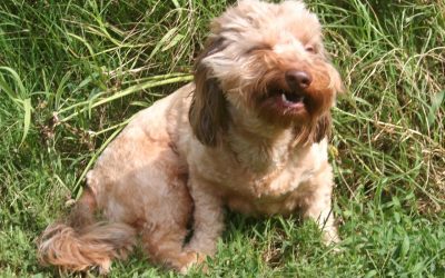 Diagnosing, Treating Grass Allergies in Dogs