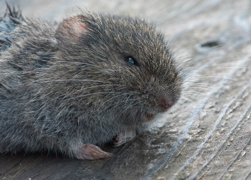 How to Repair a Vole-Damaged Lawn