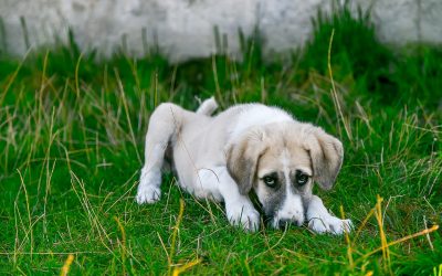 Lawn Chemicals That Pose Dangers for Pets