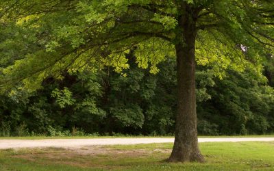 How to Grow Grass in Shade
