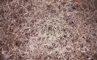 The Difference Between Dead and Dormant Grass