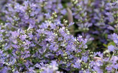 Best Ground Covers for Your Yard