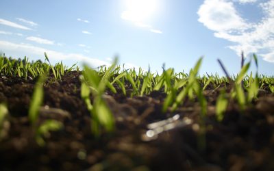 How to Grow Grass