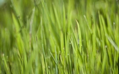 The 5 Popular Grass Types in Austin, TX