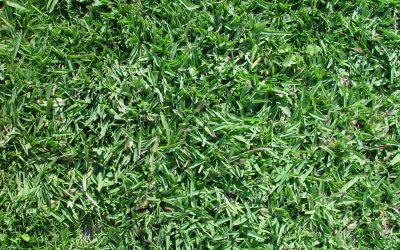 Picking a Drought-Tolerant Grass Type