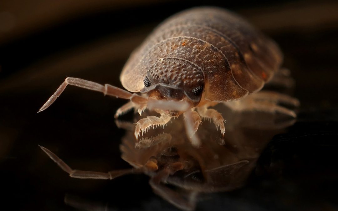 Can Bed Bugs Live Outside In Your Lawn?