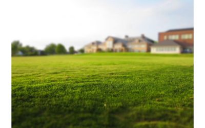 6 Best Grass Types for Tampa, FL