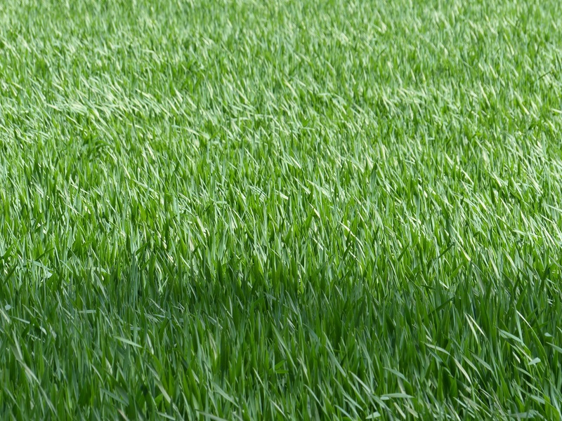 Fine Long grass 