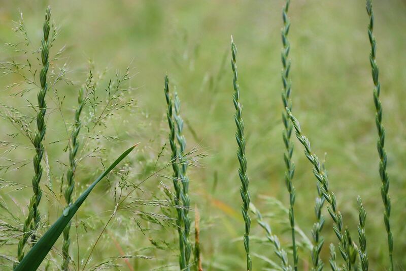 Long Green color grass