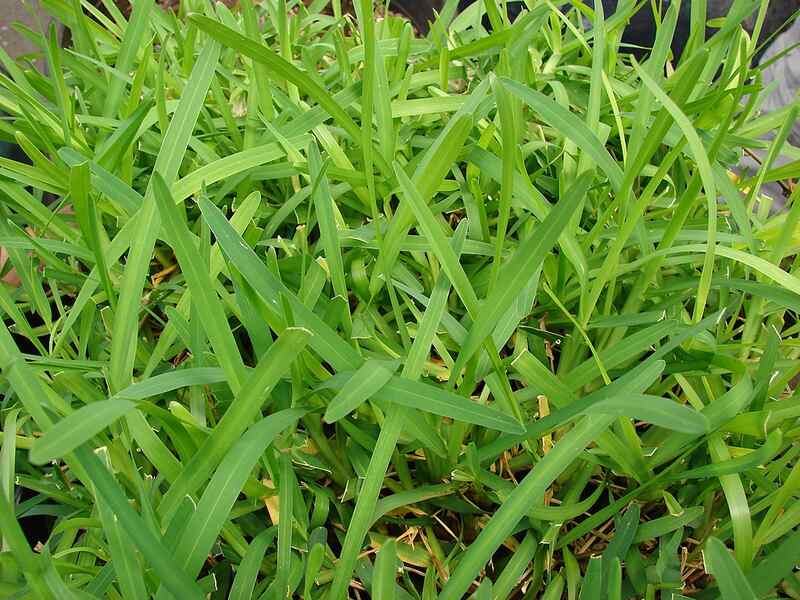 Green color grass