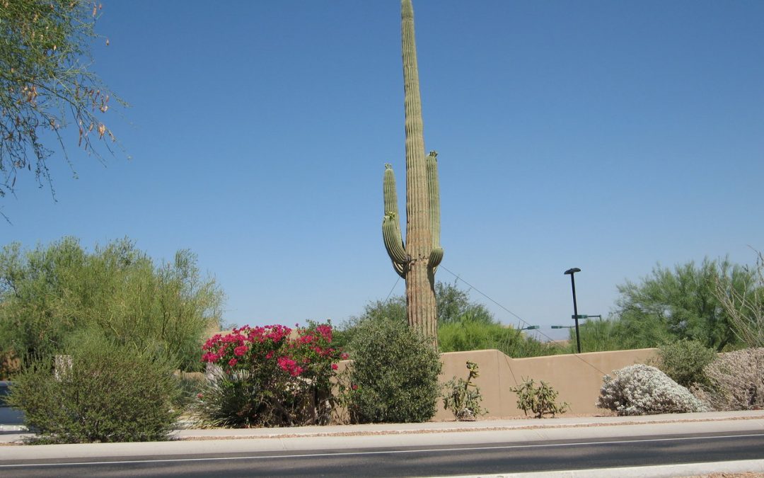 5 Best Grass Types in Chandler, Arizona