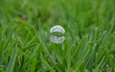 3 Best Grass Types in Boynton Beach, Florida