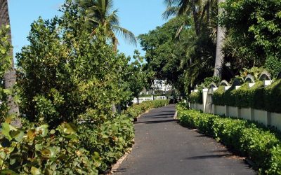 3 Best Grass Types in West Palm Beach