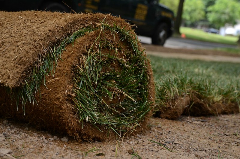 roll of sod being installed on a lawn