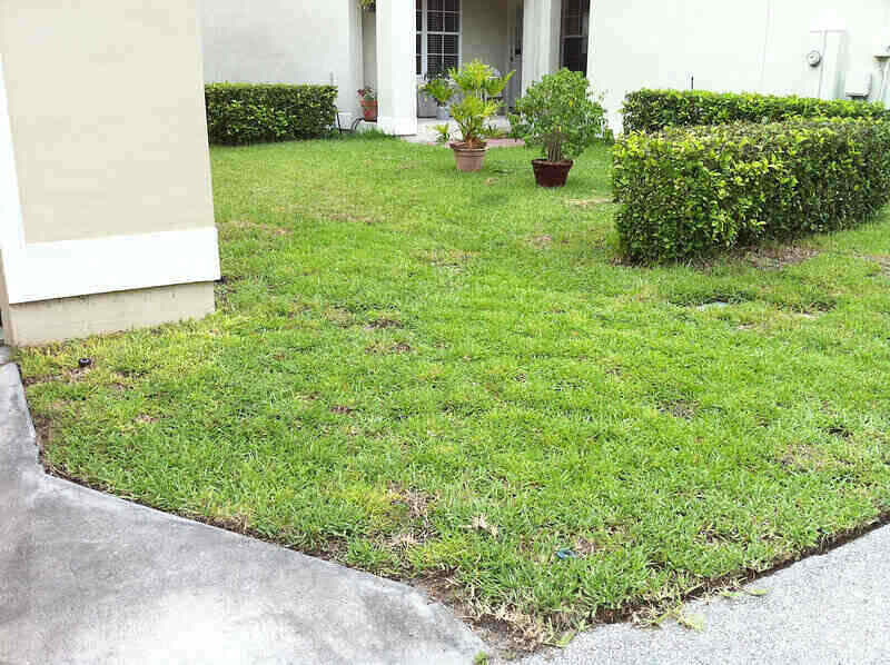 Lawn with bare spots