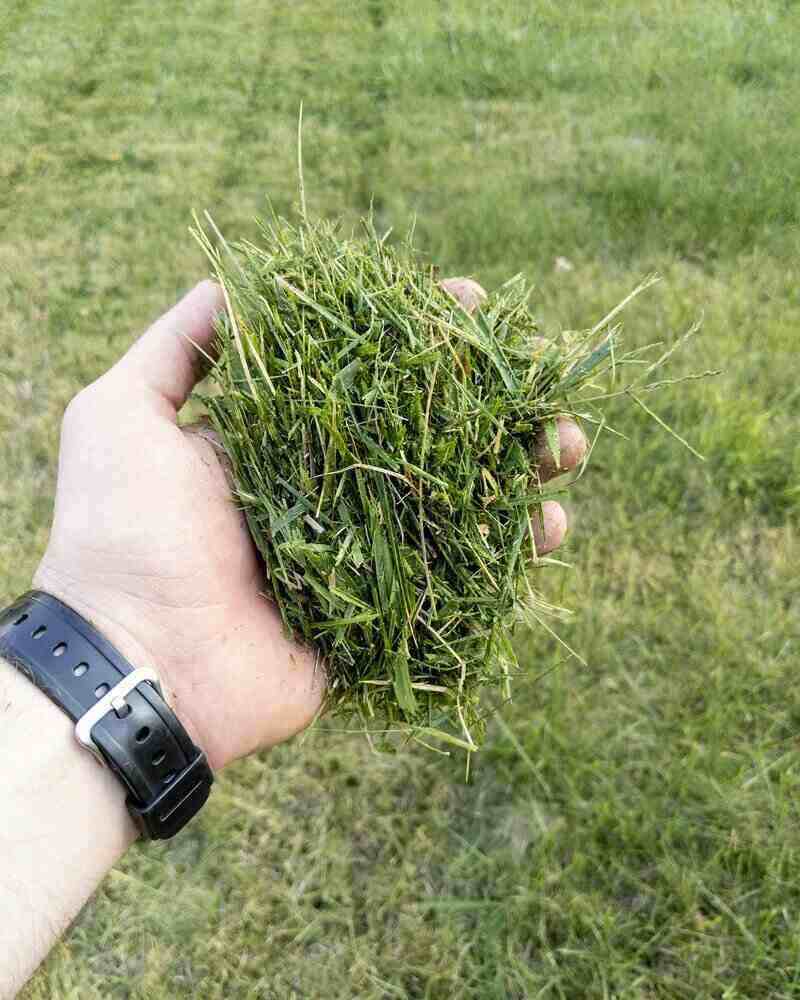 Han holding a clump of fresh cut grass clippings