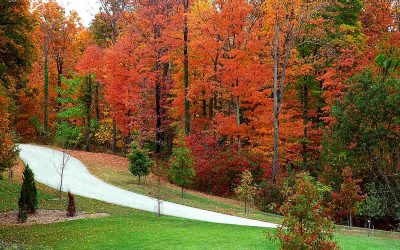 4 Best Grass Types for Cincinnati, OH