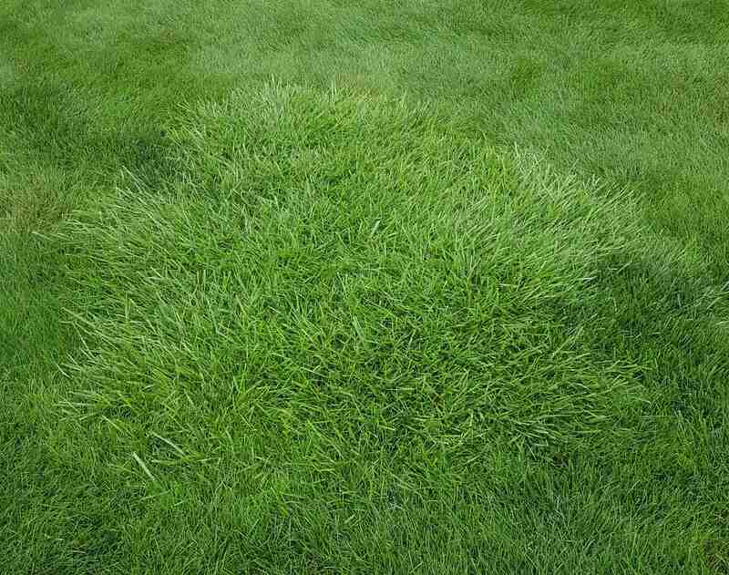 Close up image of tall fescue grass