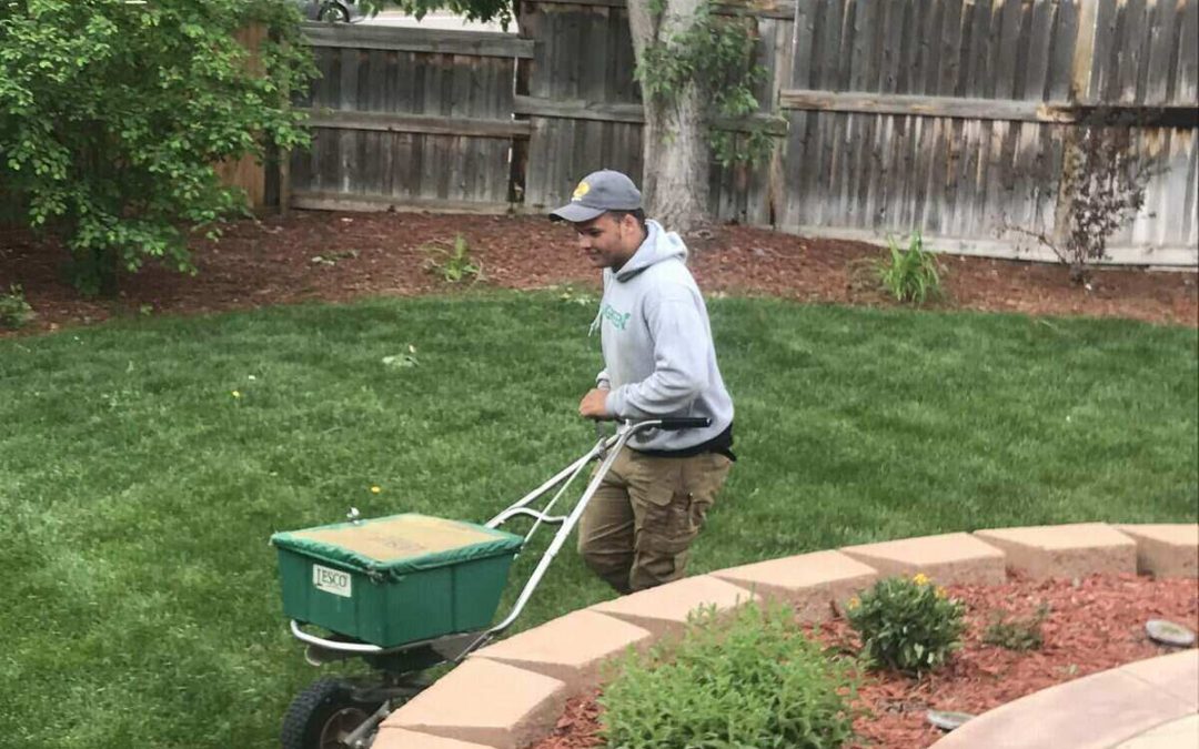 How to Overseed a Lawn