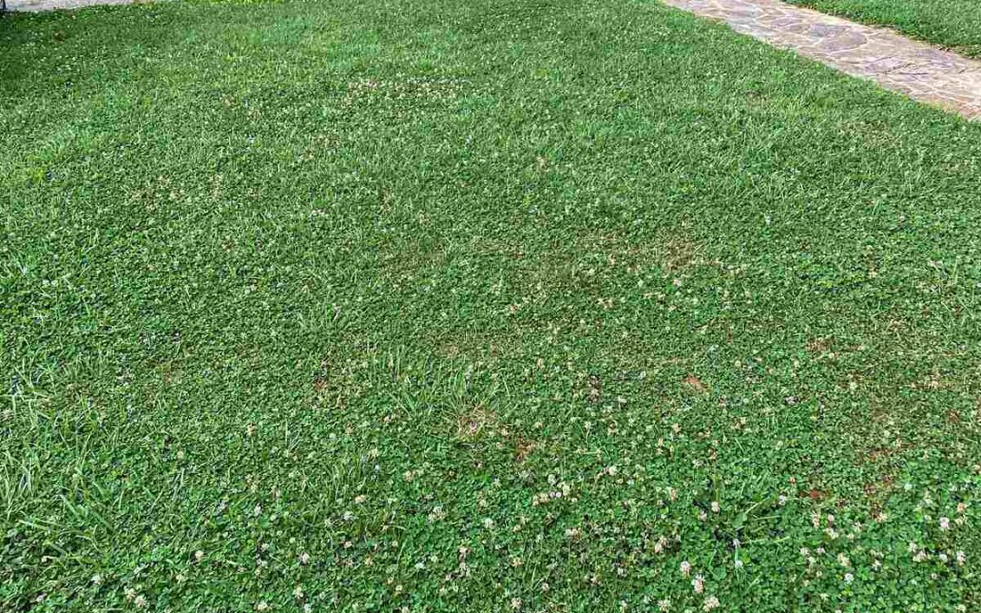 How to Get Rid of Clover in Your Lawn