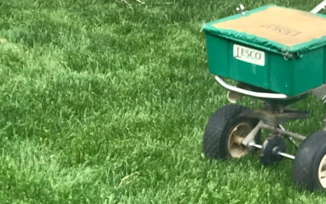 Best Grass Seed for Overseeding