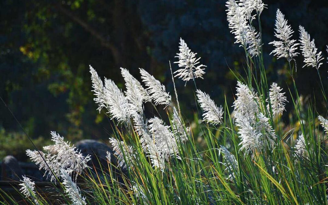 How to Plant and Grow Pampas Grass