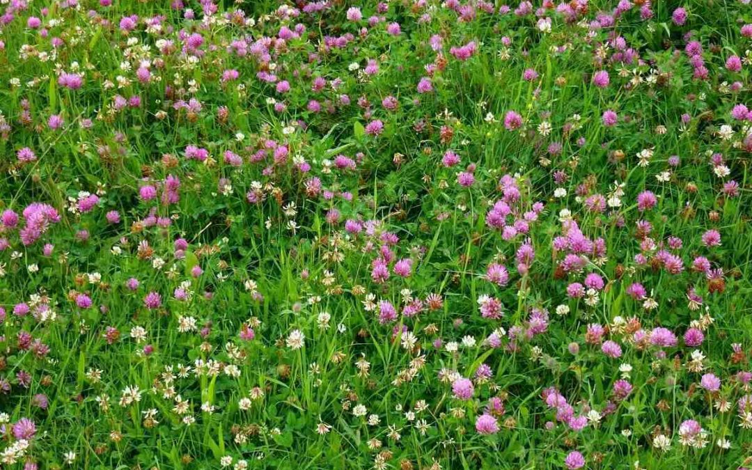 Types of Clover Lawns