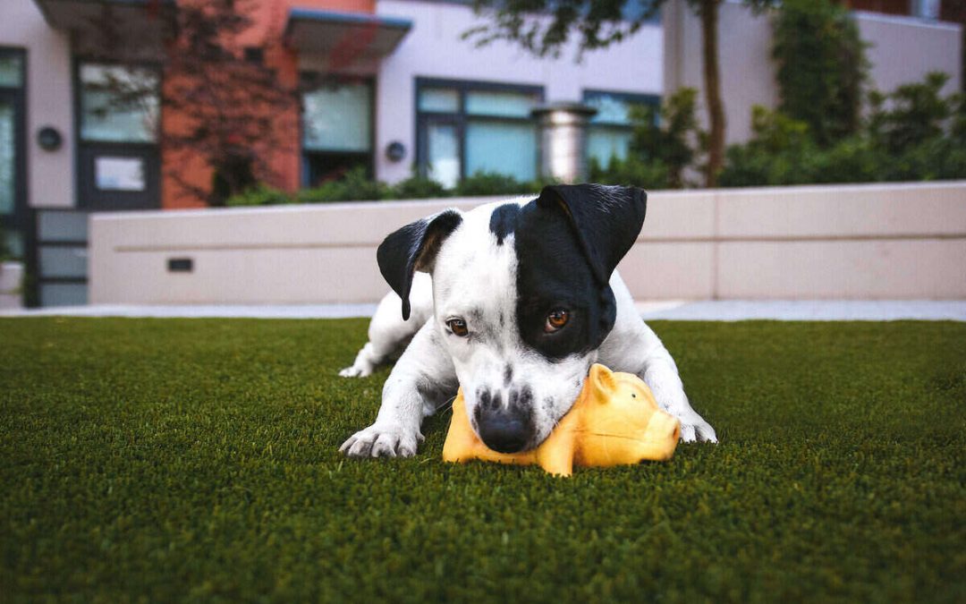 Pros and Cons of Artificial Grass for Dogs