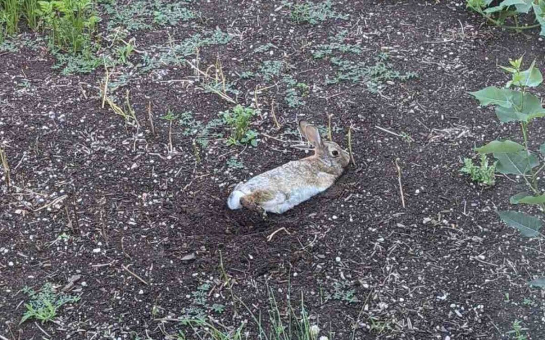 How to Keep Rabbits Out of Your Yard