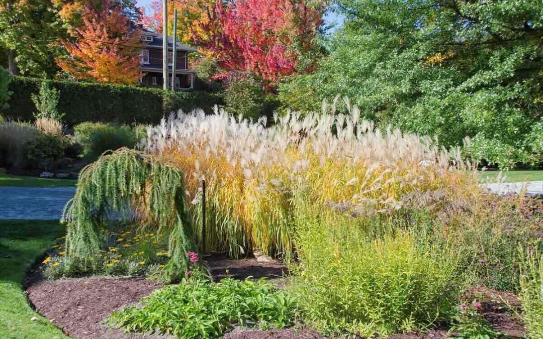 6 Ornamental Grasses That Add Depth to Your Landscaping