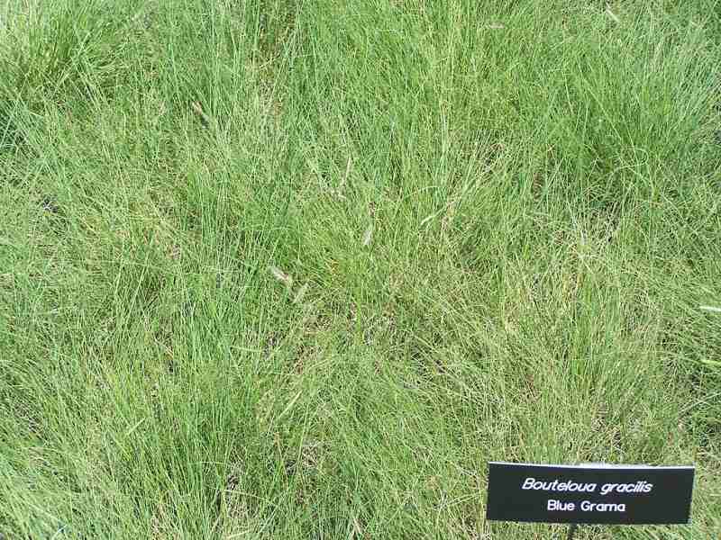 Close up image of a blue grama grass