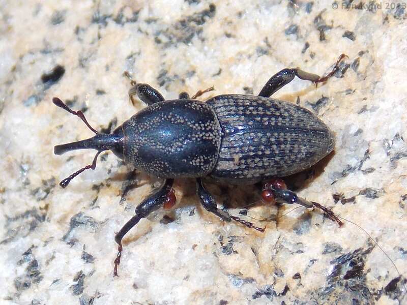 close-up of a black billbug