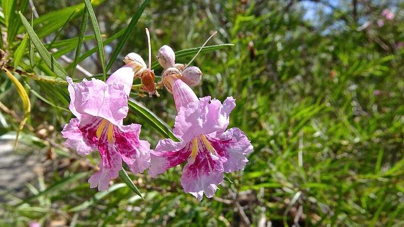 Pink colored Chilopsis Linearis plant with green background