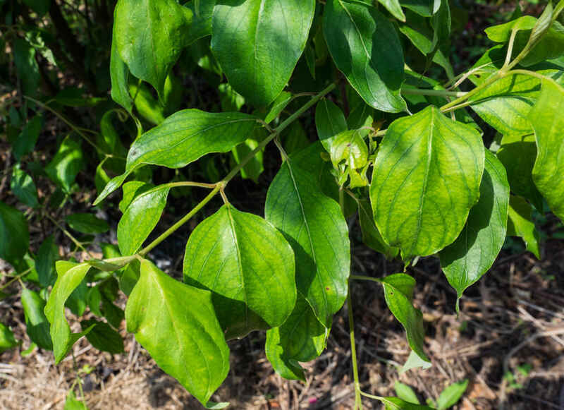 A green colored roughleaf dogwood plant