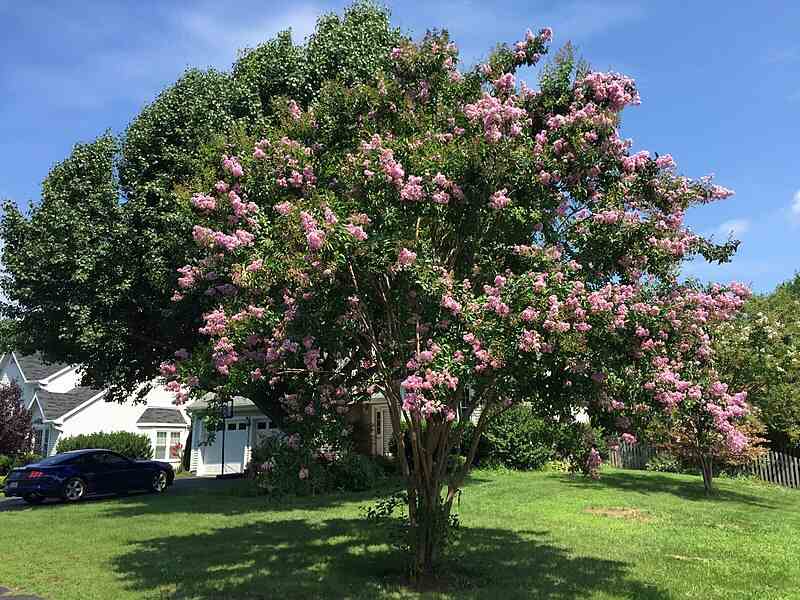 Pink Colored flowers of crapemyrtle tree in a lawn