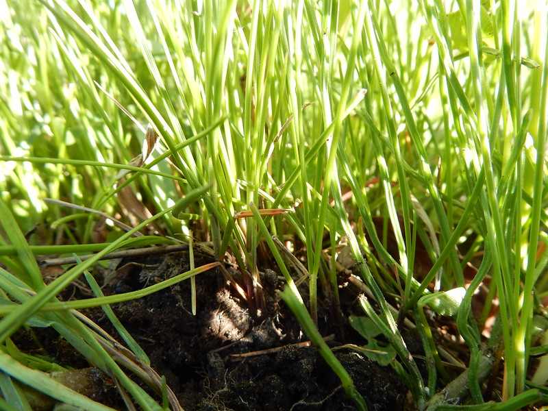 Closeup of a red fescue grass