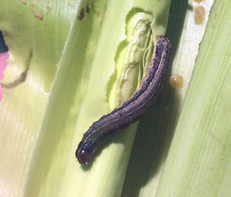 fall armyworm eat leaves of corn plant