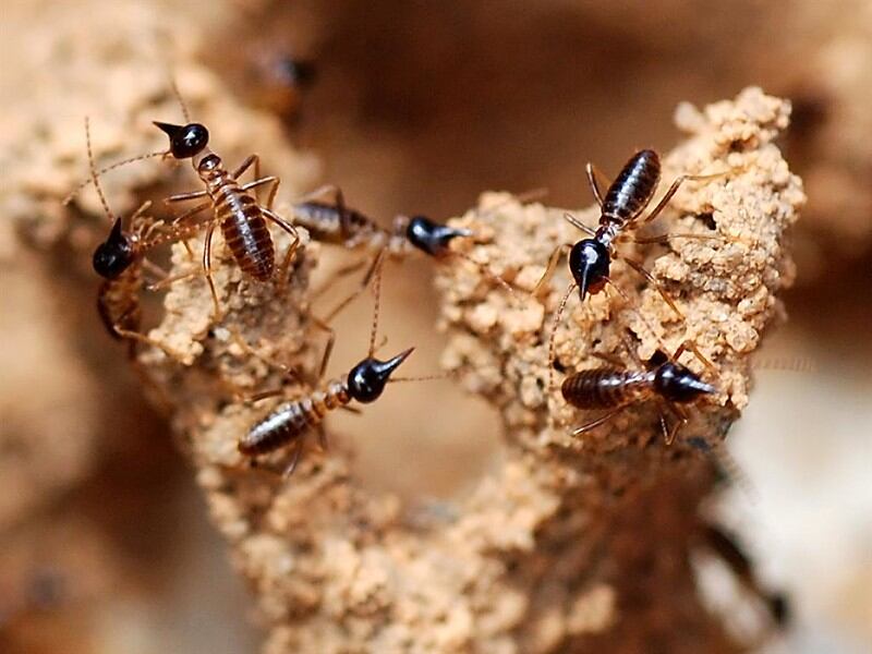 5-6 Termites shown in a picture