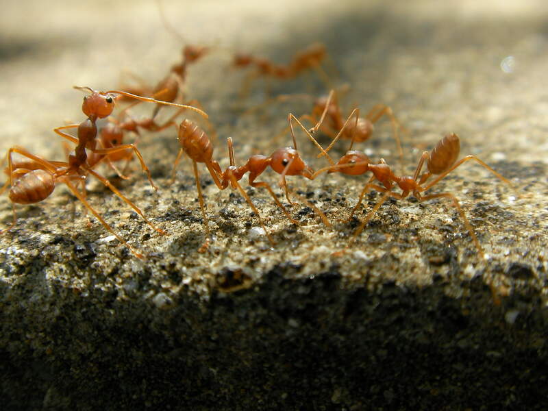 fire ants in a group