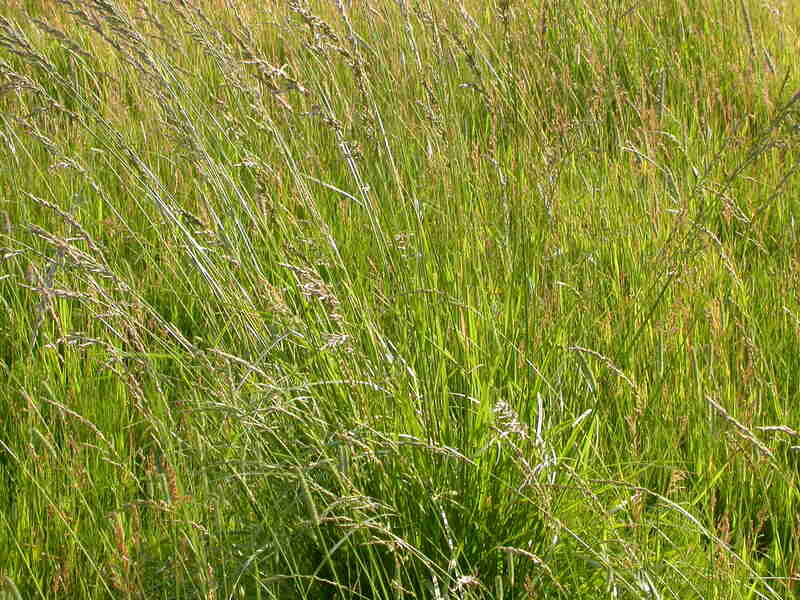 a picture of tall fescue grass with wind breeze blowing