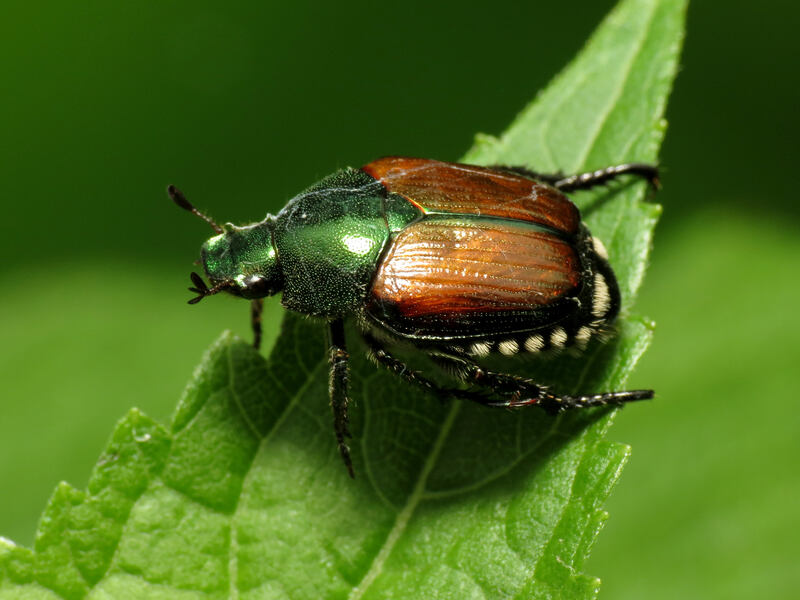 a japanese beetle sitting on a leaf
