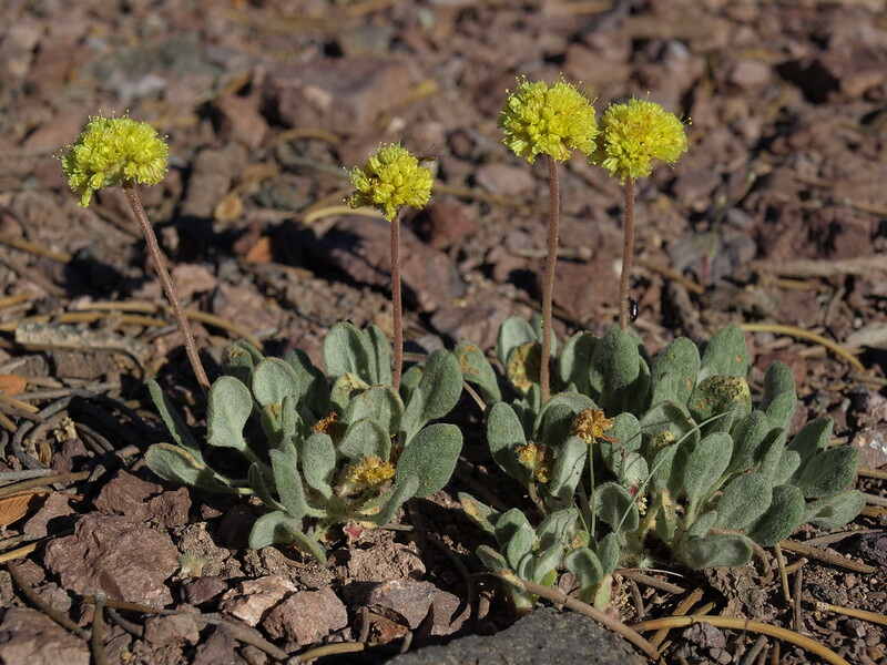 A picture showing a buckwheat plant on a soil
