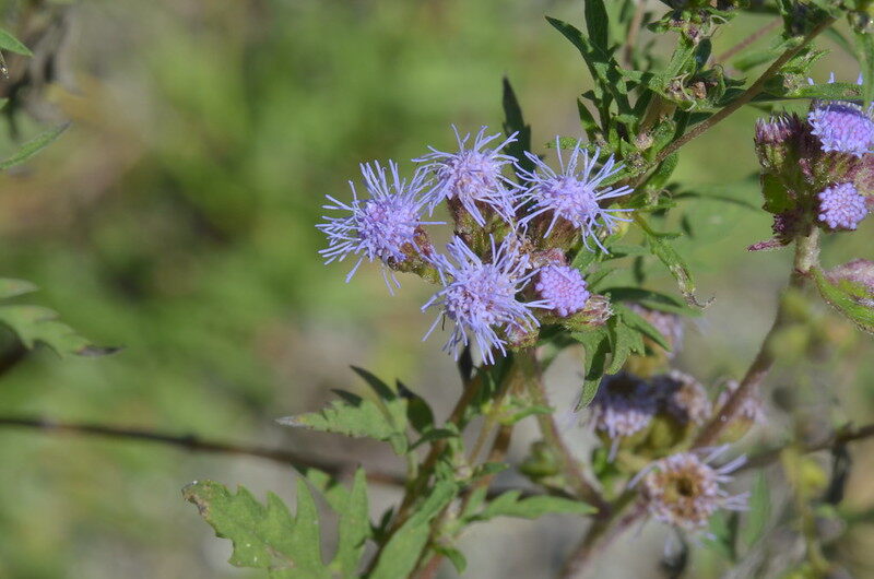 A picture showing a blue mistflower with blur greenish background