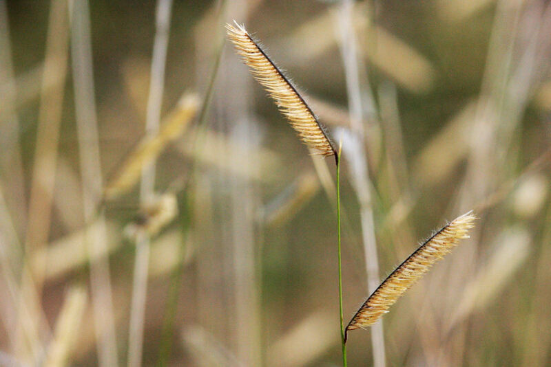 A closeup view of blade of california buffalo grass