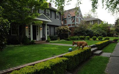 4 Best Grass Types for Seattle