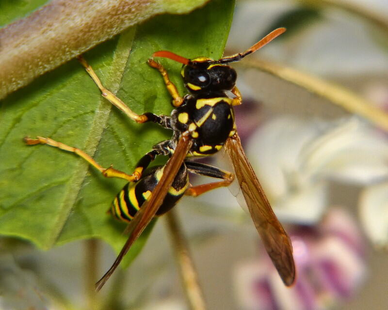 An asian paper wasp on green leaf